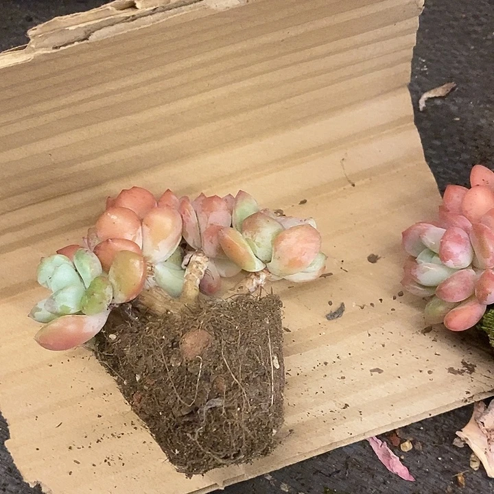 多肉植物肉肉植物