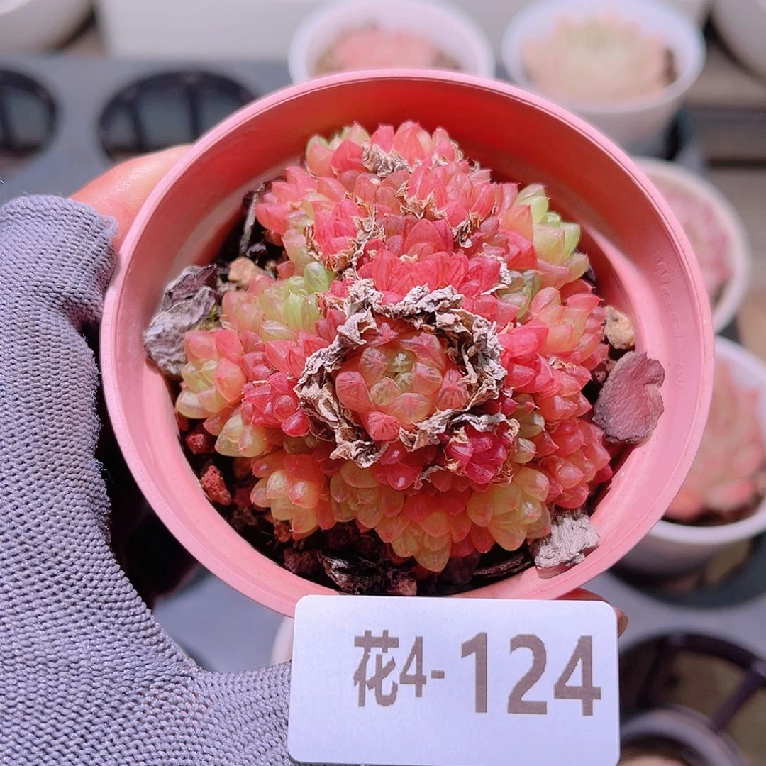 花04-124草玉露群生