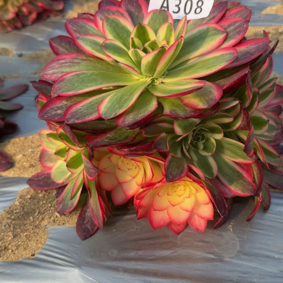 308荔枝。多肉植物