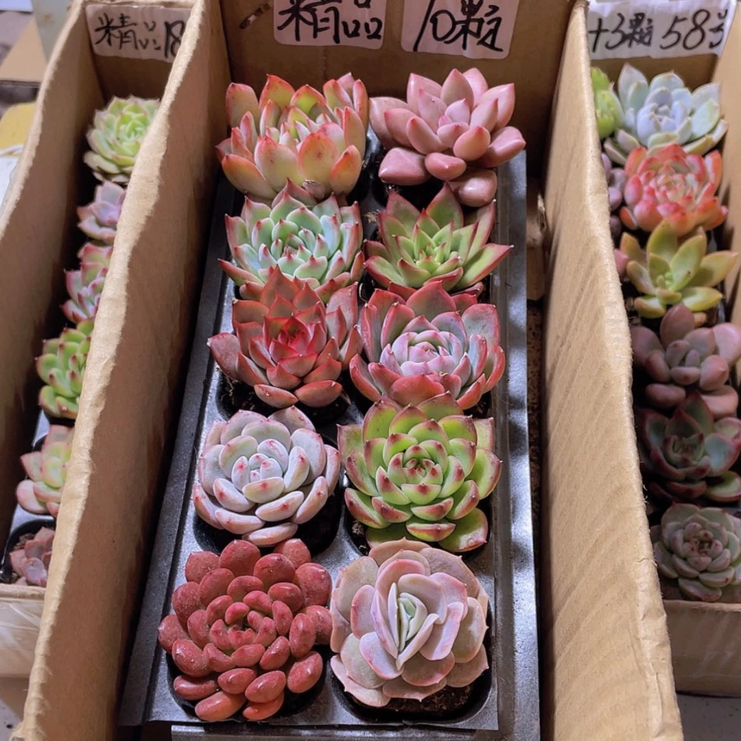 【闪购商品】【量拍】10颗精品多肉约4厘米