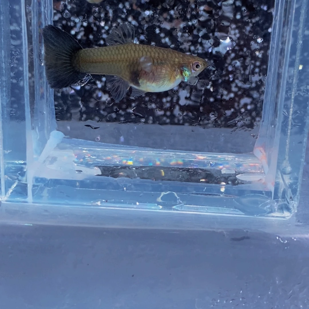海水鱼新加蓝一对