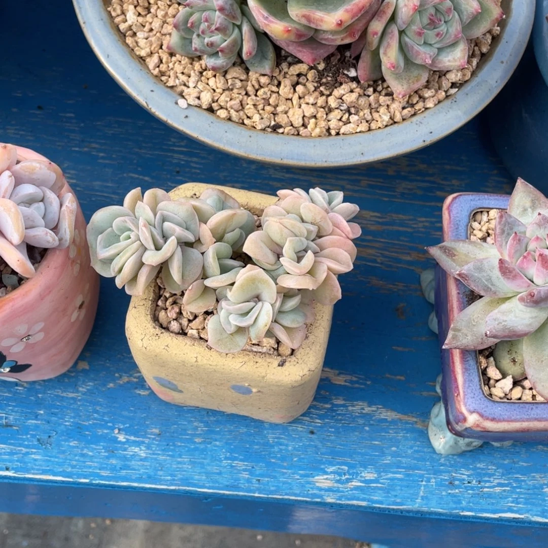 豆总多肉可爱玫瑰朵