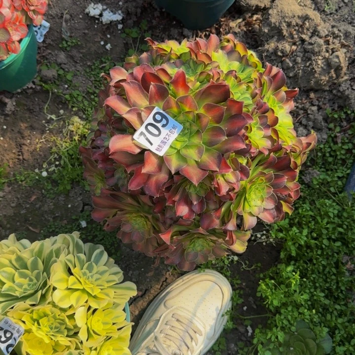 少华花27-23包邮花花