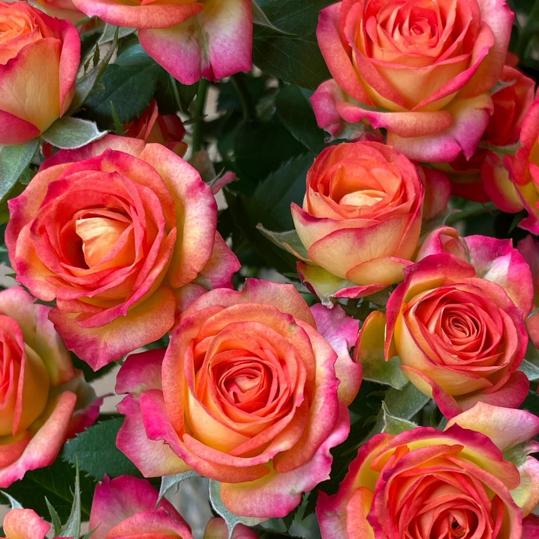 爱丽丝多头玫瑰  贵港两小时内送货上门