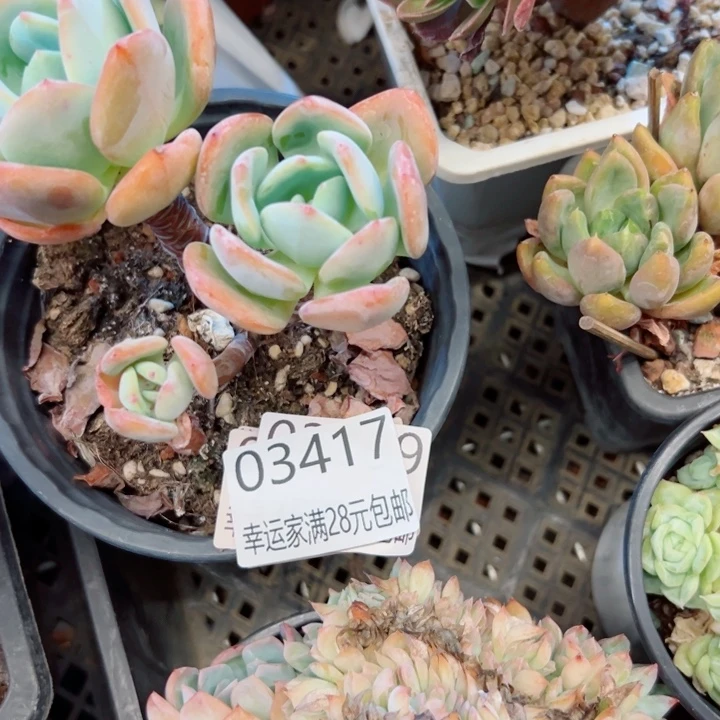 幸运儿是一位非常