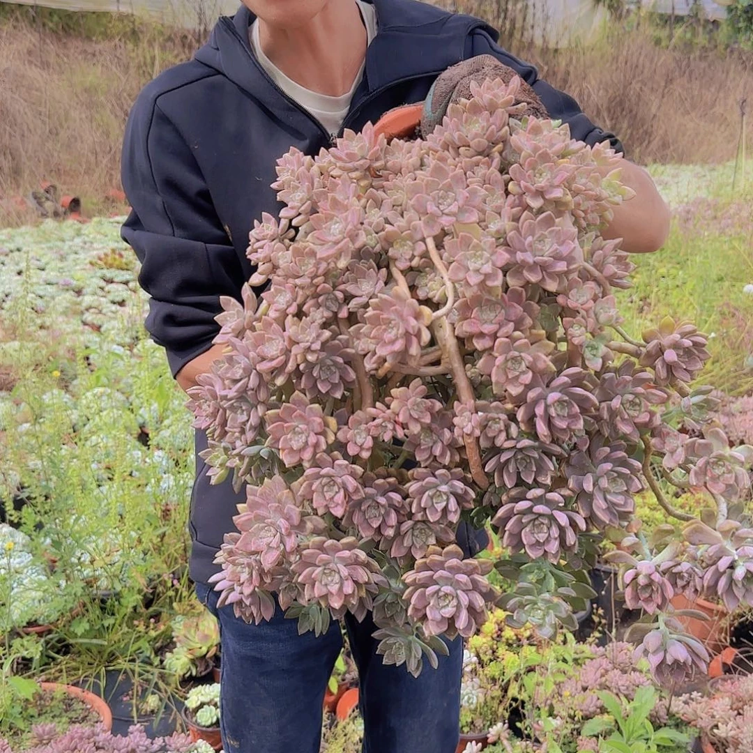 盆栽飘枝大阿伦陪多肉22.88