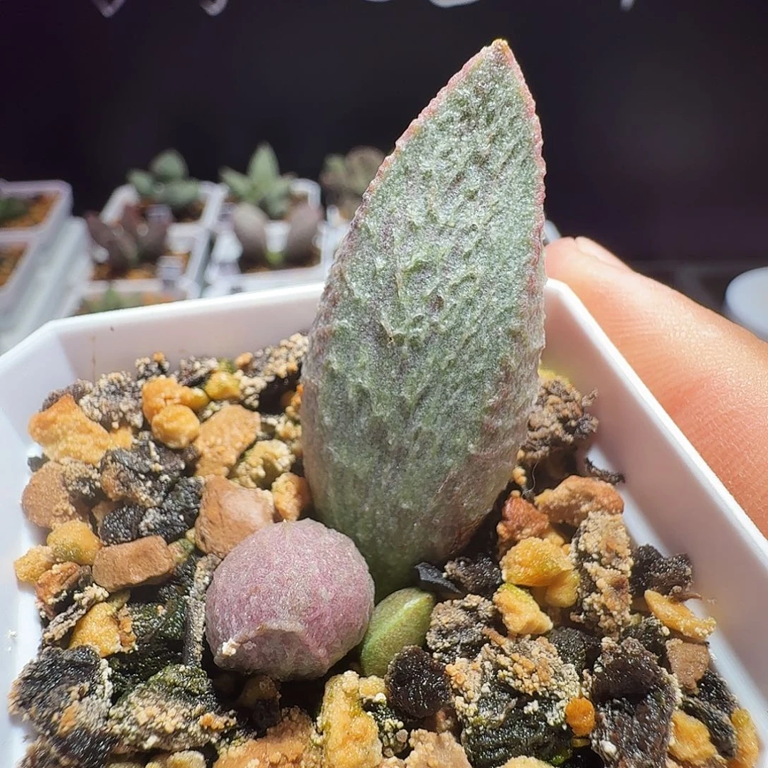 绿猪肝生水泡，带盆发货，满88包顺丰