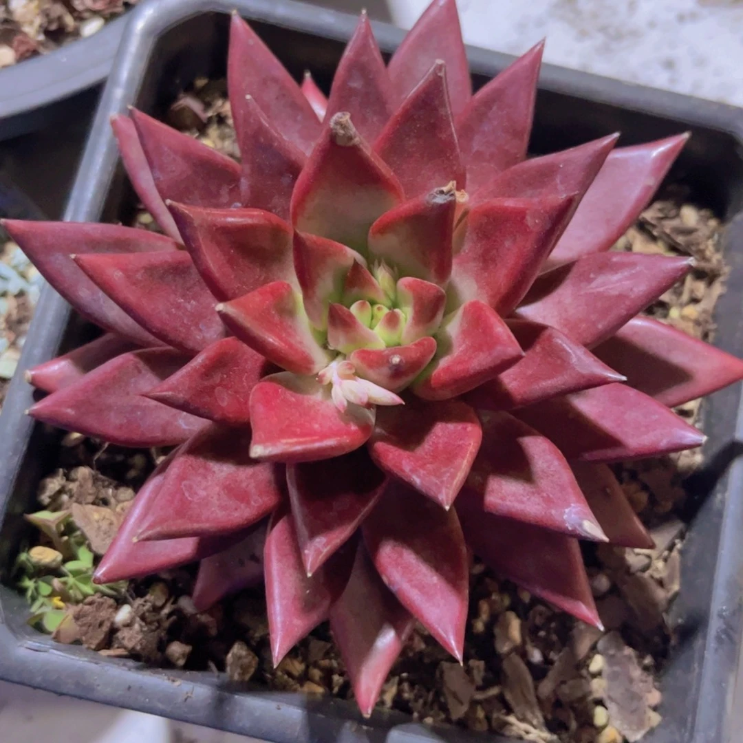 红尘04200多肉植物