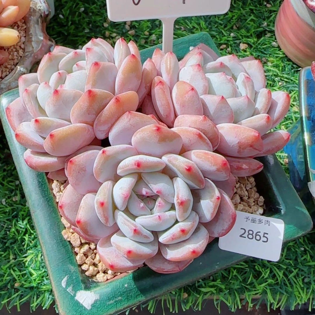 长杆星影，2865多肉植物