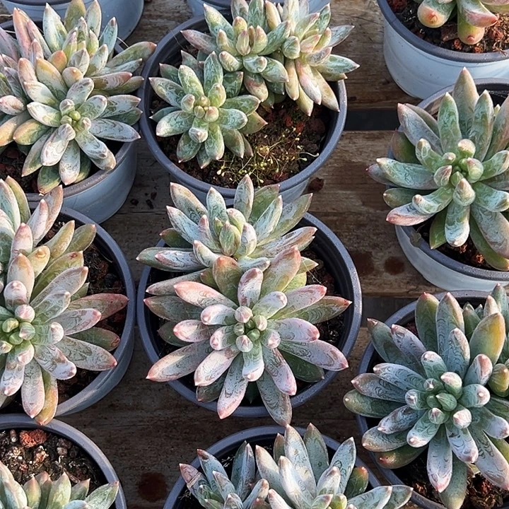 双头          炫彩星