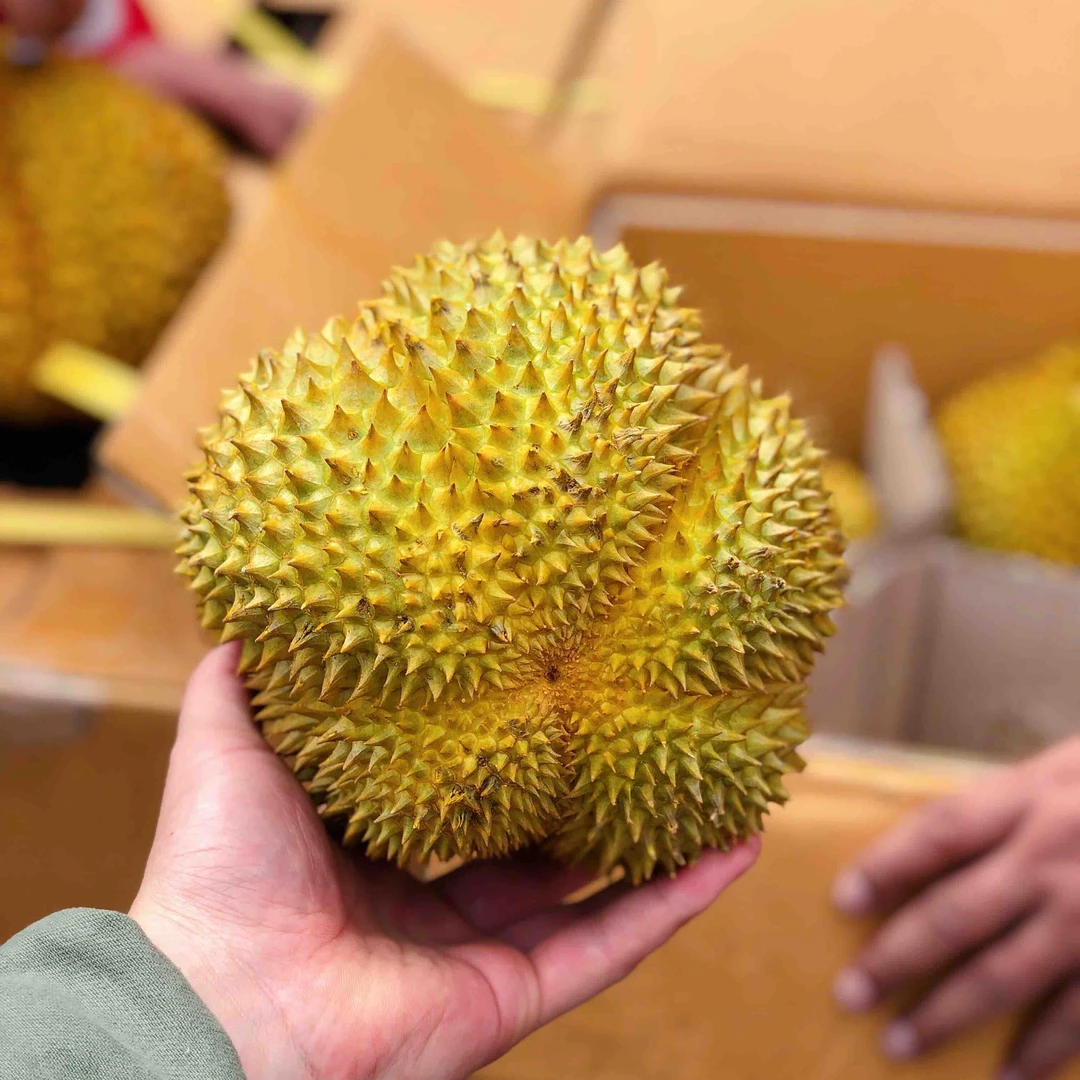 泰国托曼尼新鲜榴莲，（核大）（500g—1500g）甲仑泰国