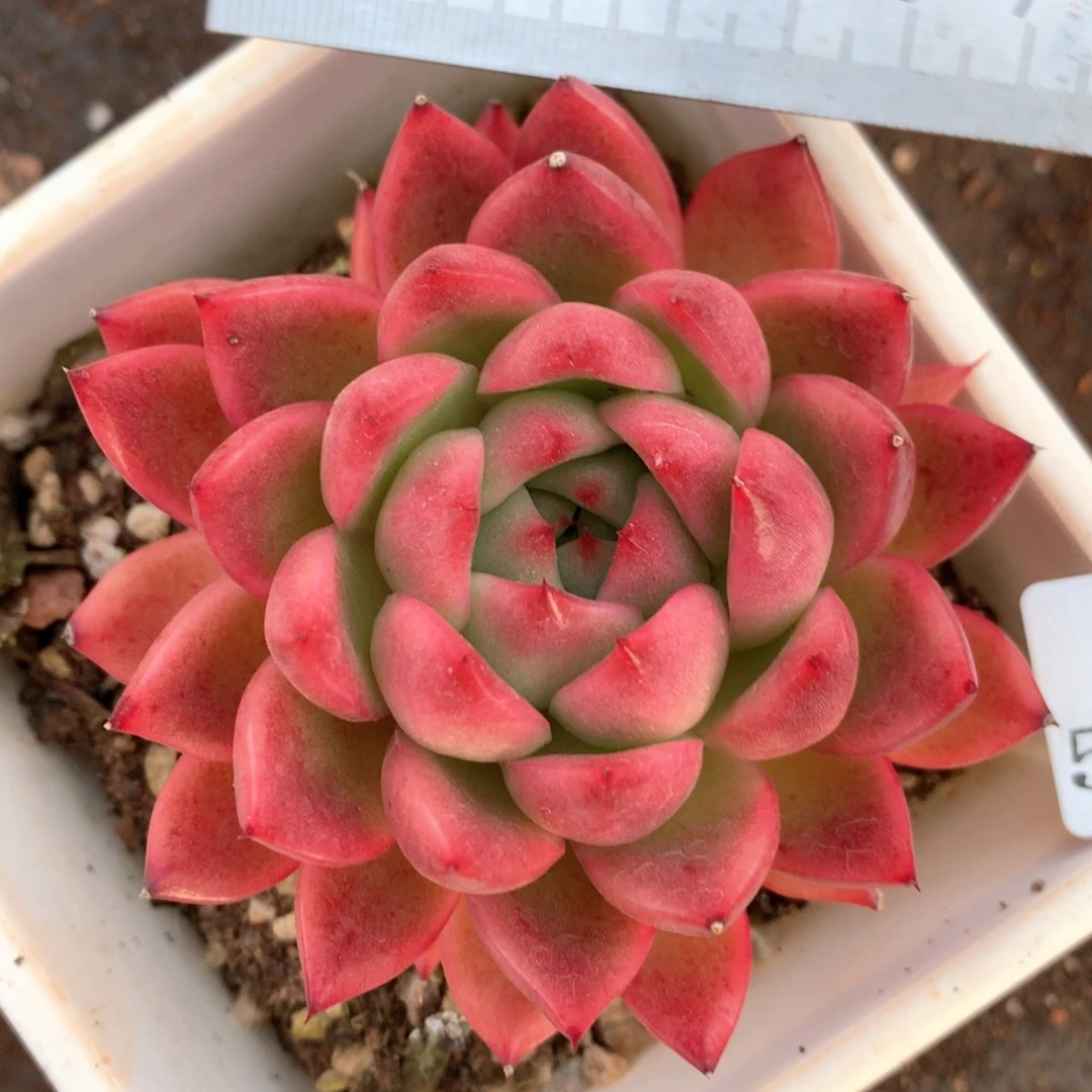 5903杂交多肉植物