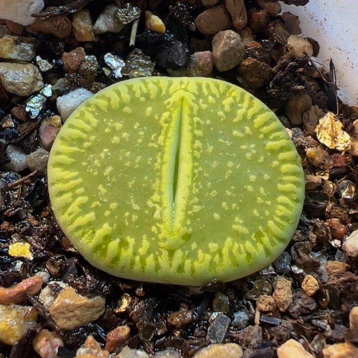 652多肉植物种类多样