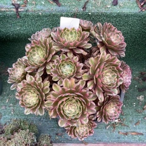 幸**康多肉植物组合拼盘6