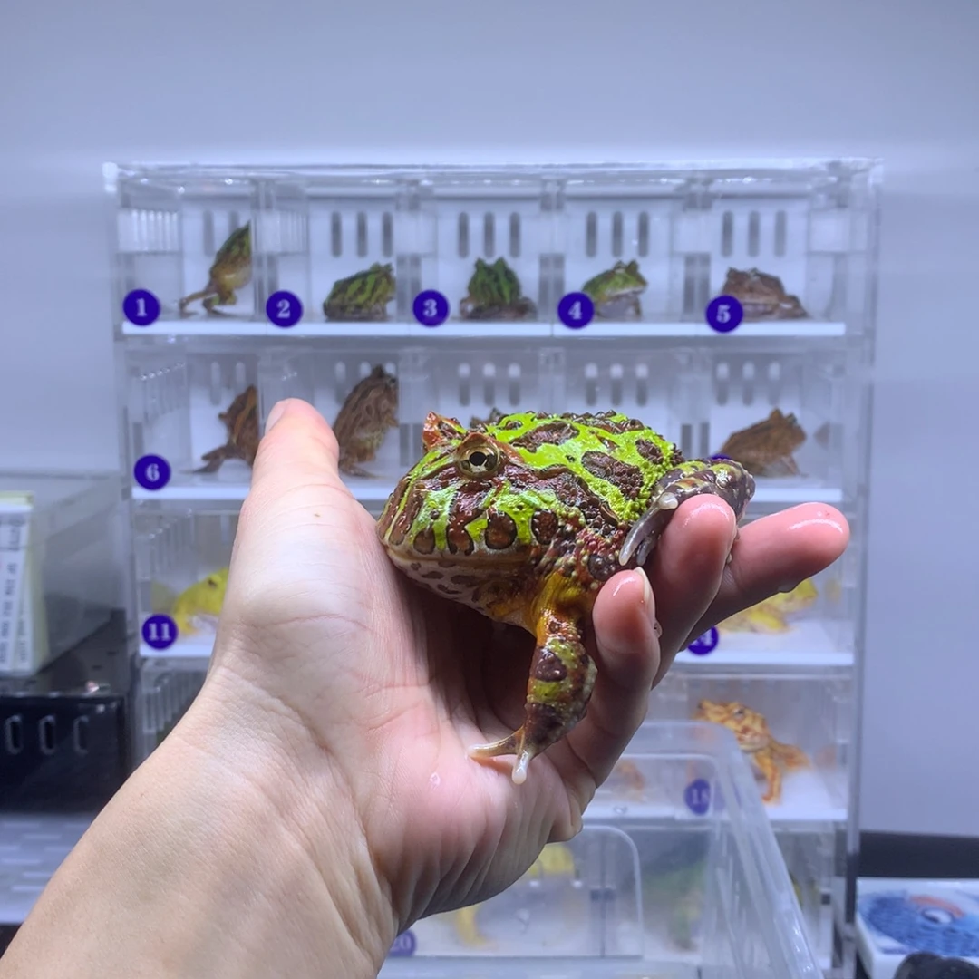 角蛙闪购角蛙专拍链接