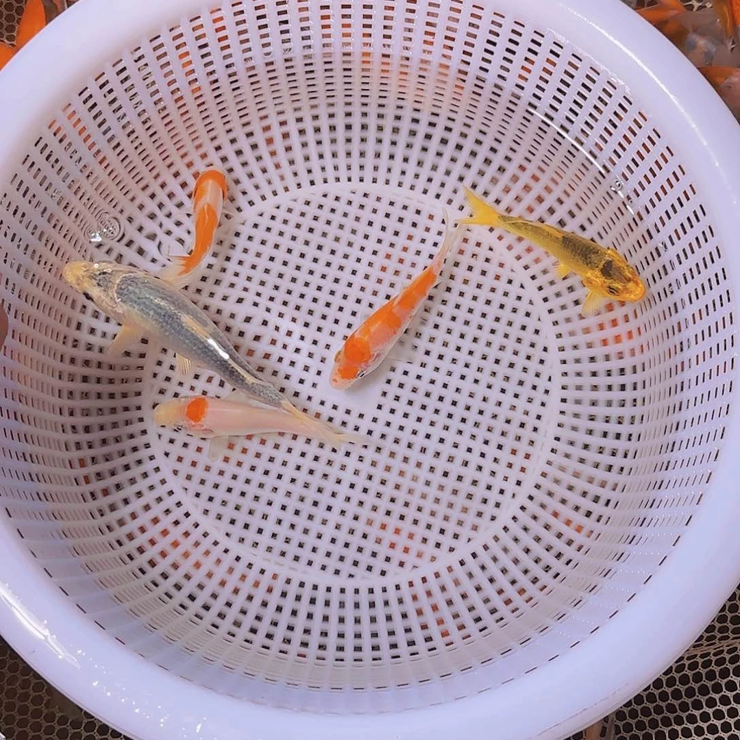 秋***风海水锦鲤的故事是