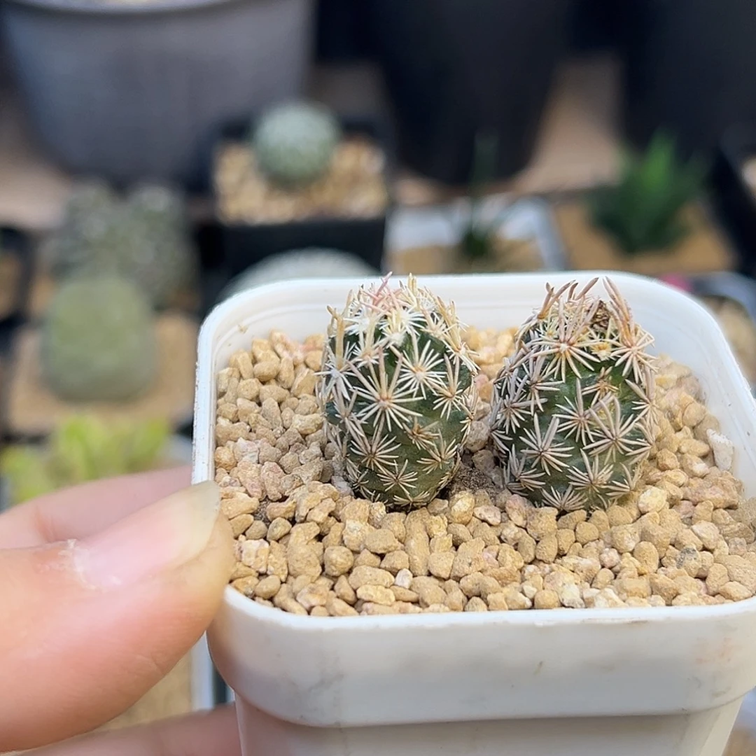 紫王子实生球2颗一组