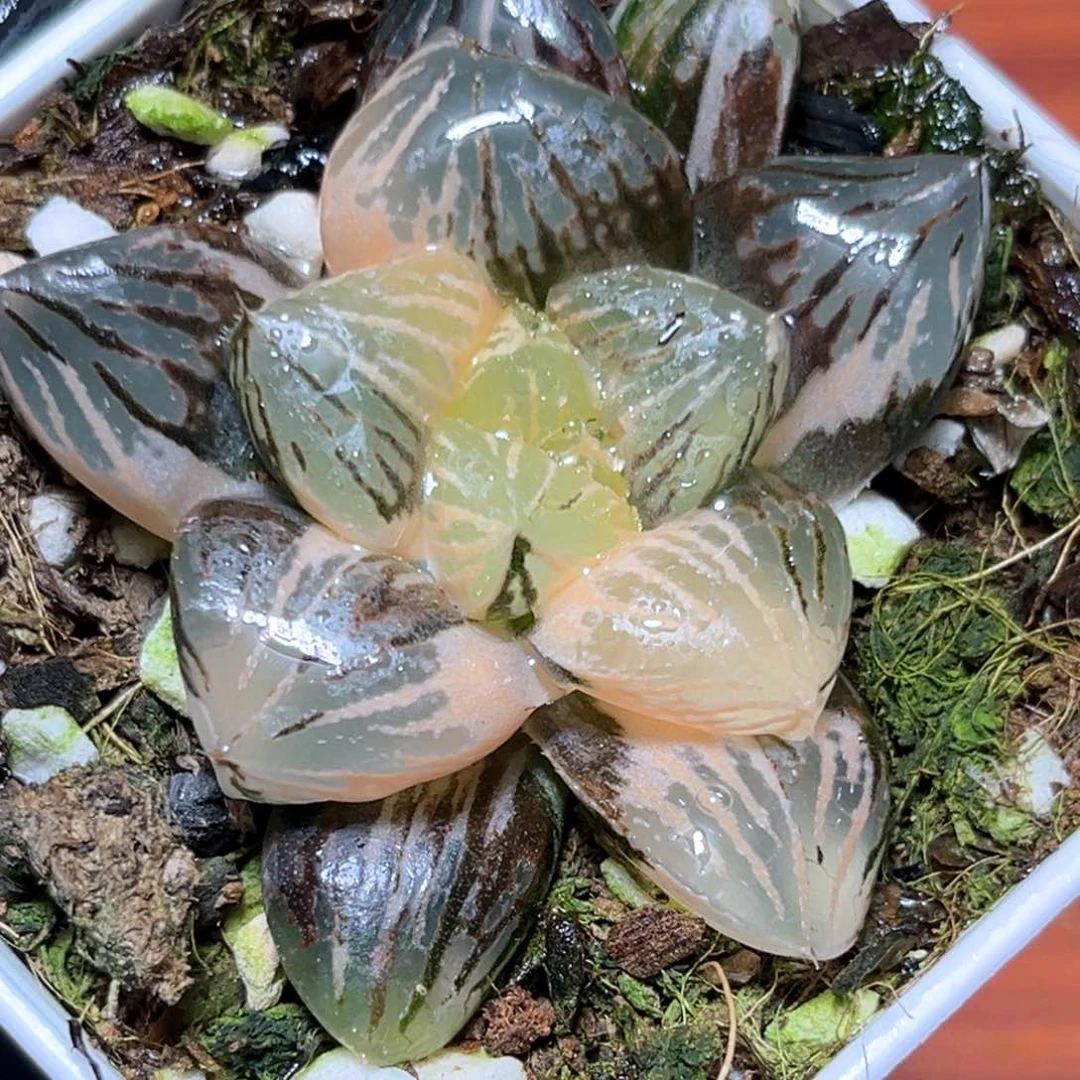 恭喜发财大吉大利445