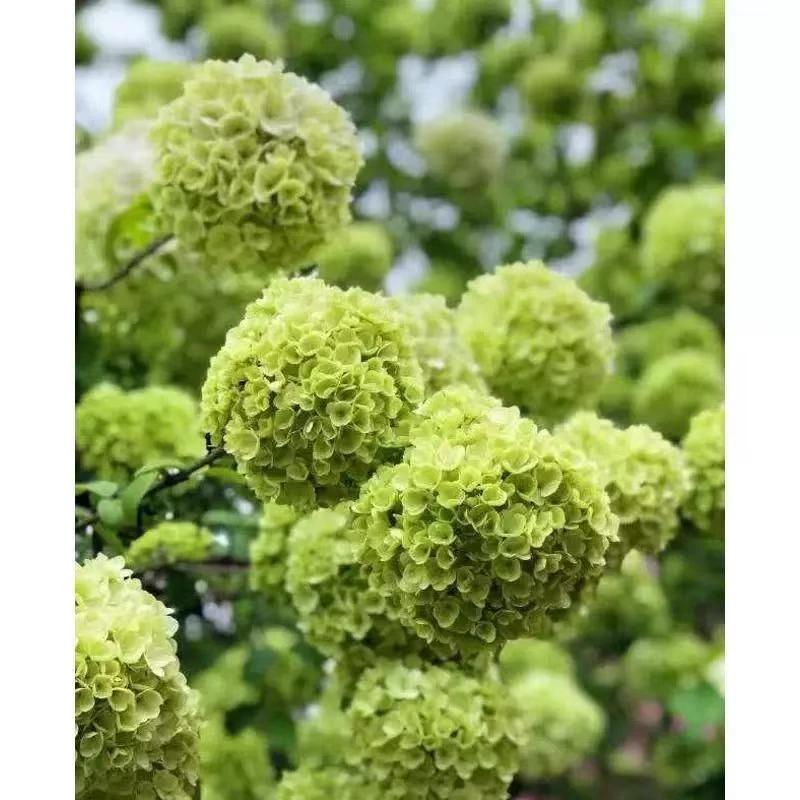 中华木绣球大花斗球庭院阳台花卉耐寒耐旱花卉