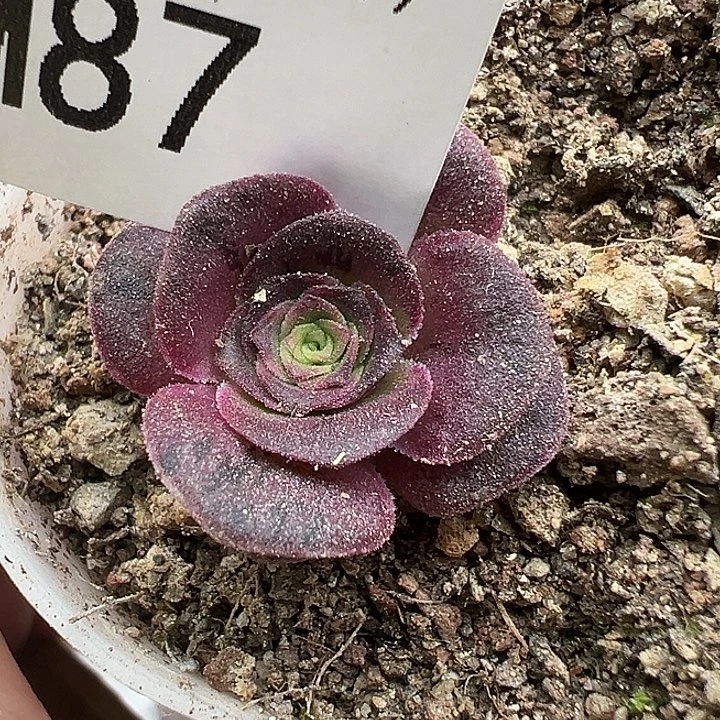 金***来苗苗87花园帕姬山地玫瑰