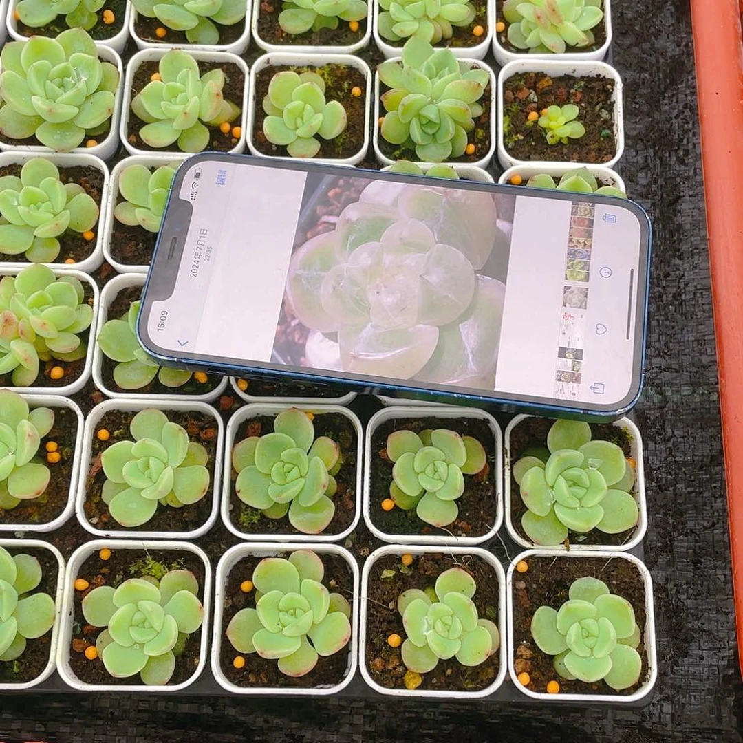 钻石珍妮4号盆一个满25包邮