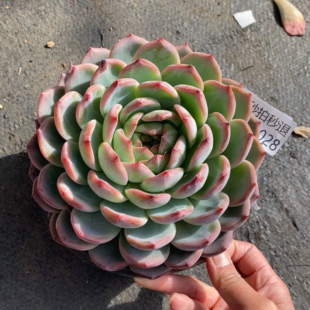 两单包邮1231-28红鸾