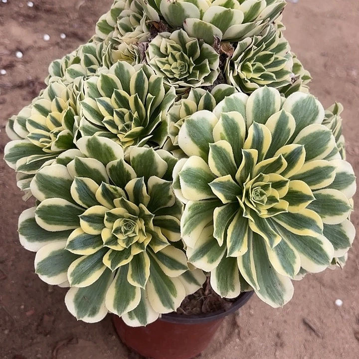 迈巴赫多肉法师不包损103