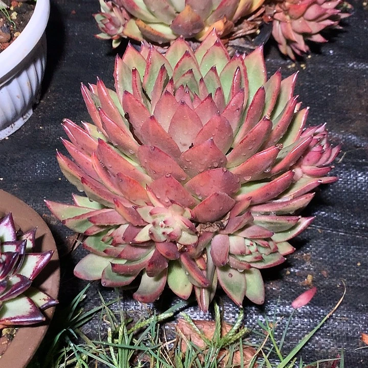 美肉特价活动开始啦