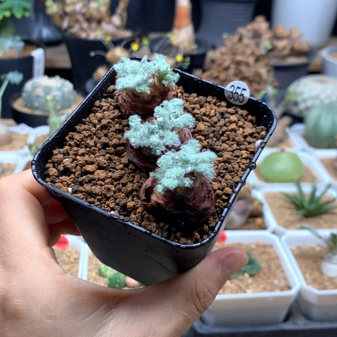 羽叶杨葵母本3颗带盆