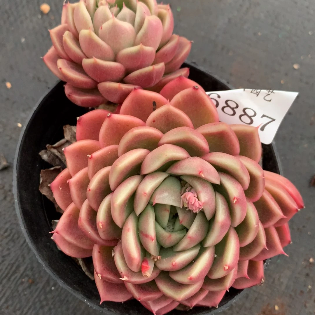 6887杂交多肉老桩