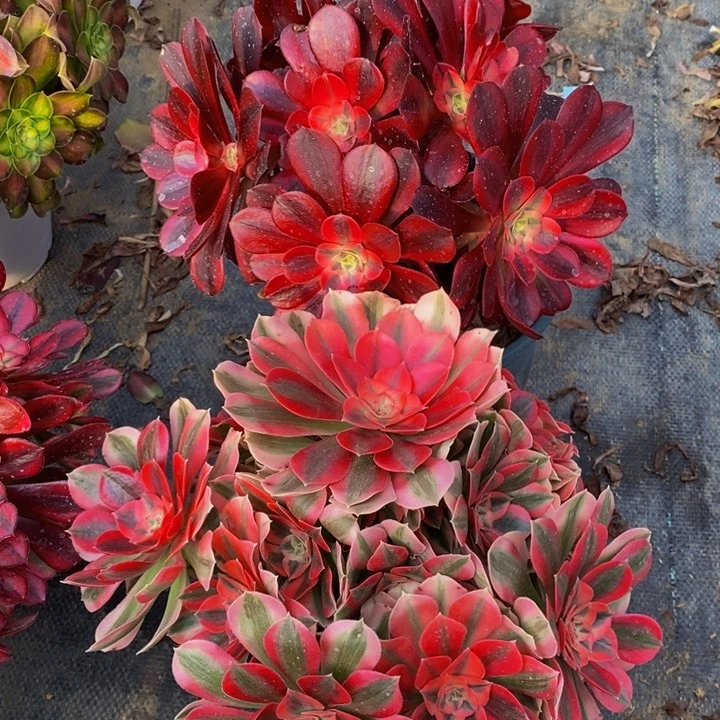 星*903粉女巫，美杜莎多肉