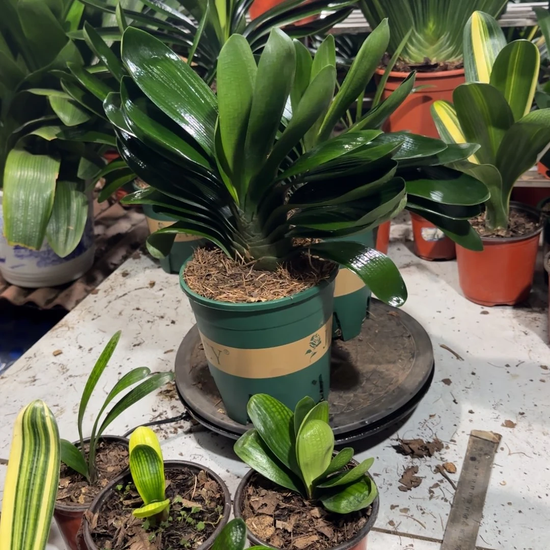 完全开放一物一拍