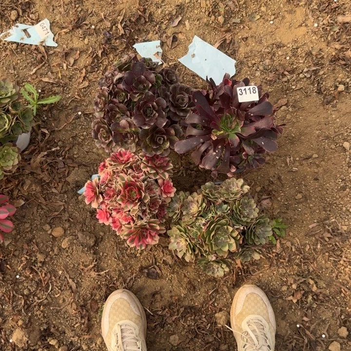 3118 清棚处理不包断枝