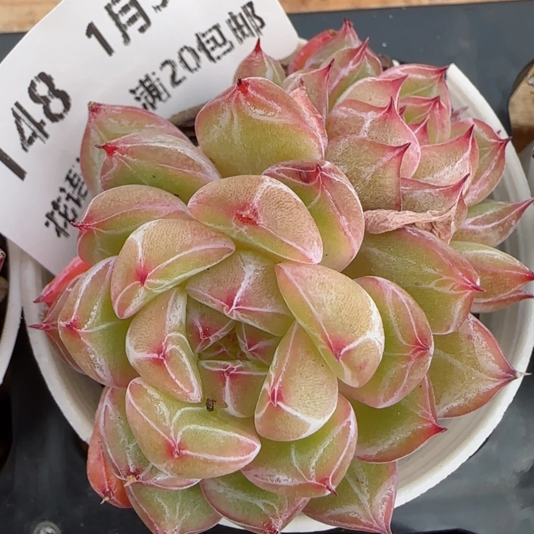 花语逸镜0130-148