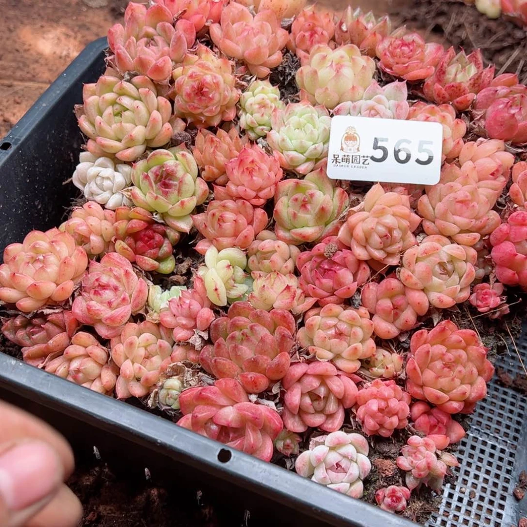橘***盏多肉植物多肉植物