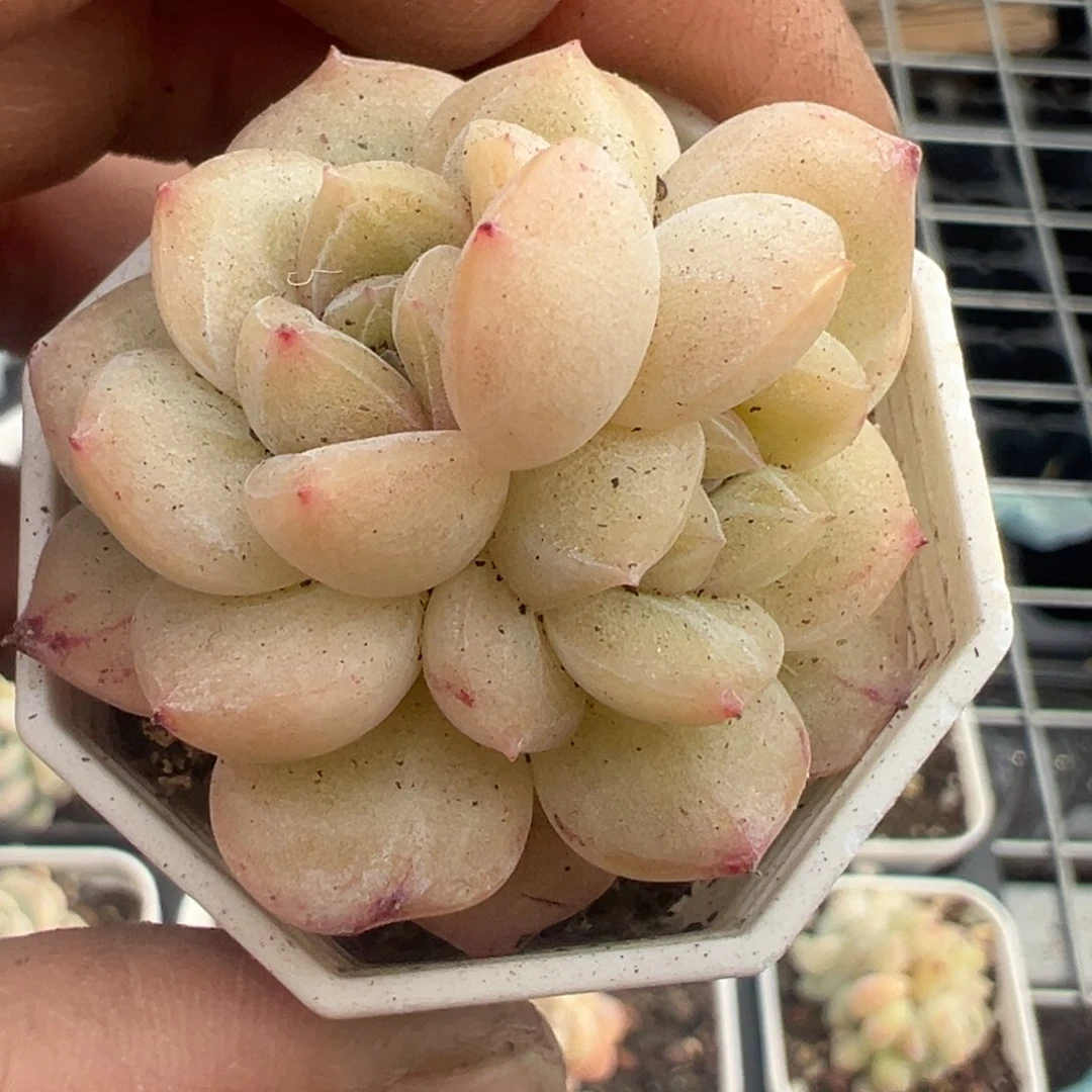 小卡拉米糖心一物一拍