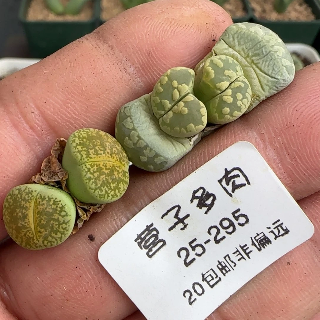 黄绿。                   