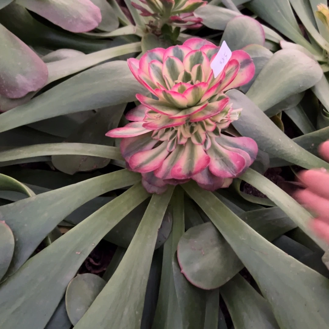 H***T525荔枝嫁接多肉嘻嘻嘻