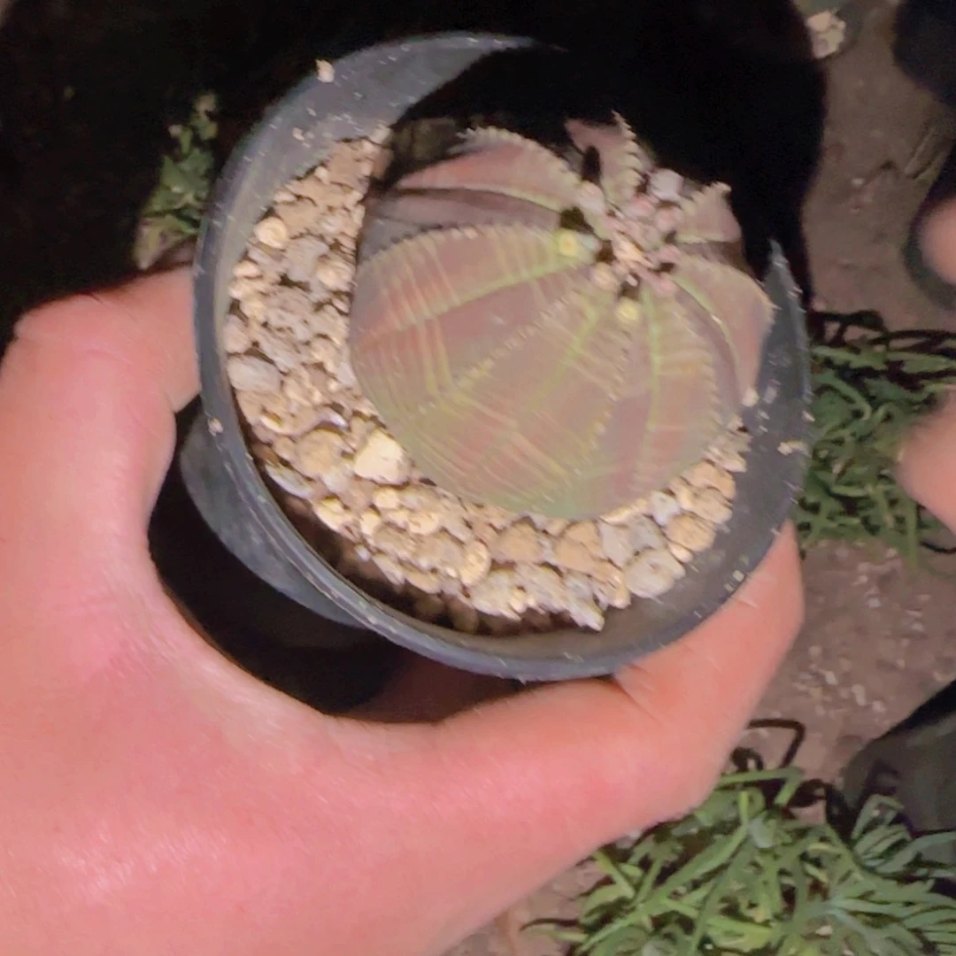 ?****财块根植物块根植物