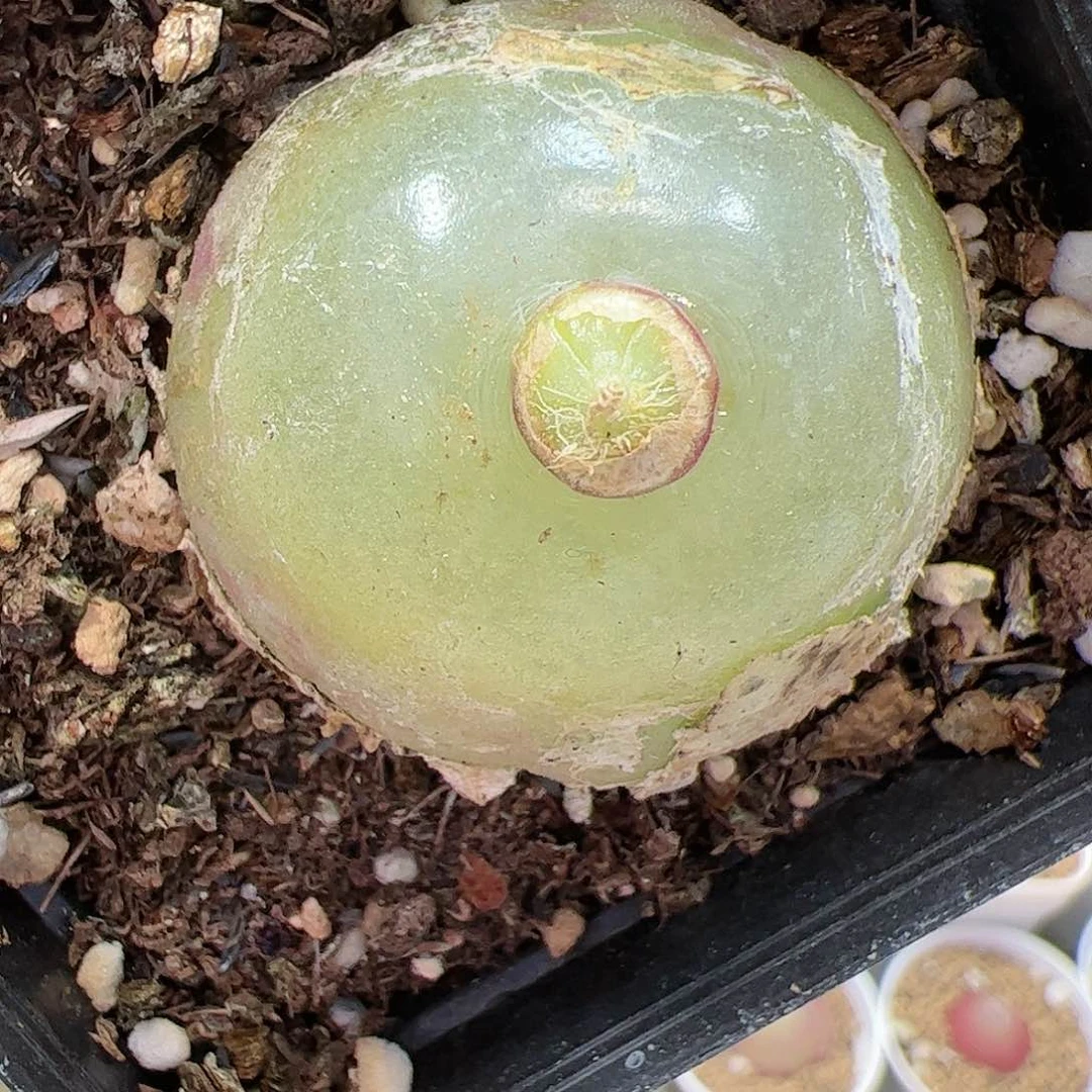 【闪购商品】315 灯泡3.8cm