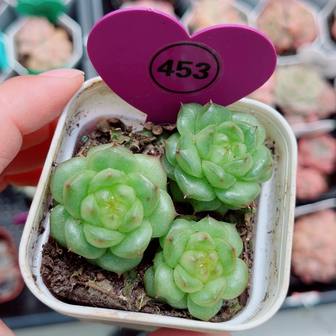453号灯泡珍妮群3头