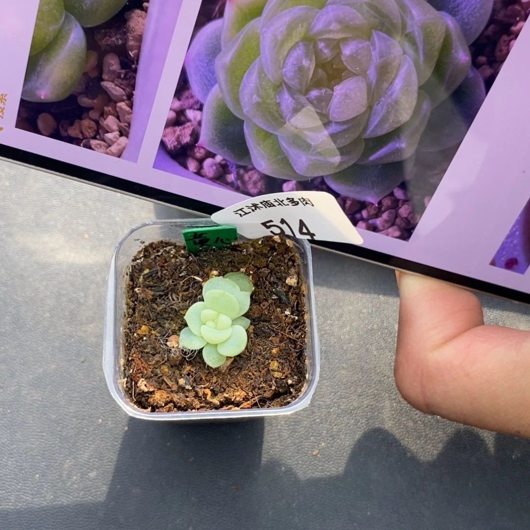 标签514暮暮黄心财富一个多肉