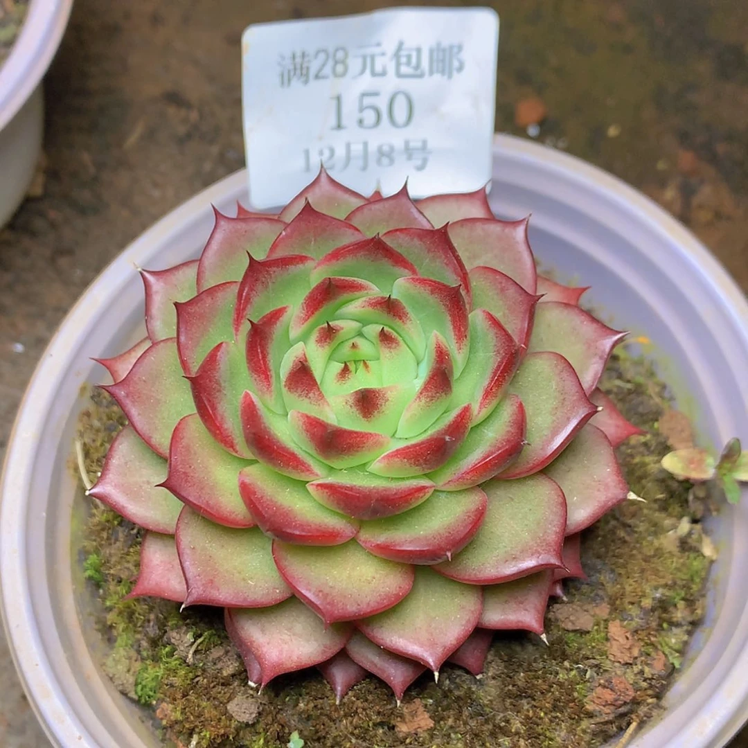 【闪购商品】云150号