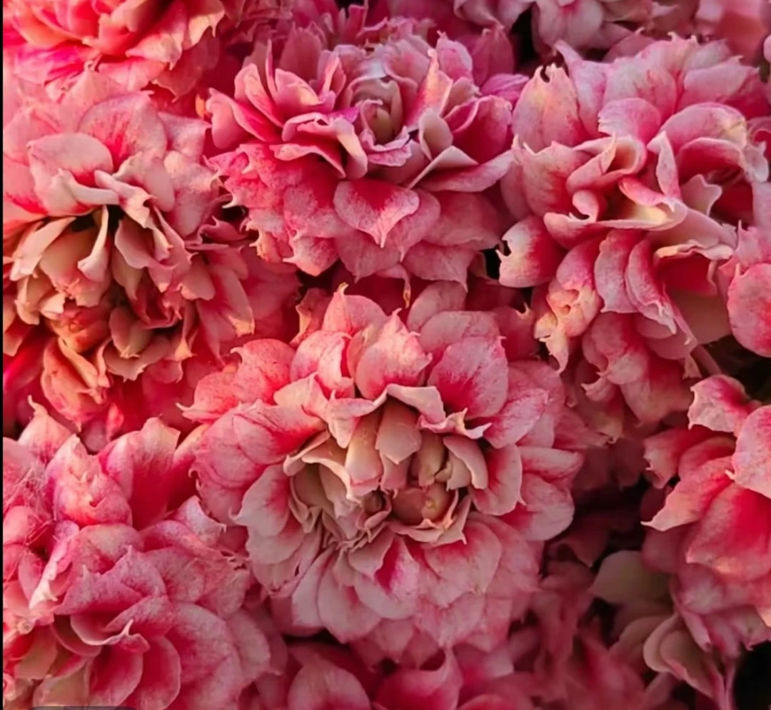 《沉鱼落雁》130盆长寿花