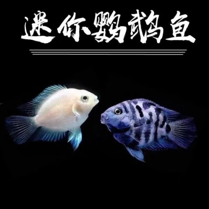 迷你鹦鹉观赏鱼（进缸不包损）