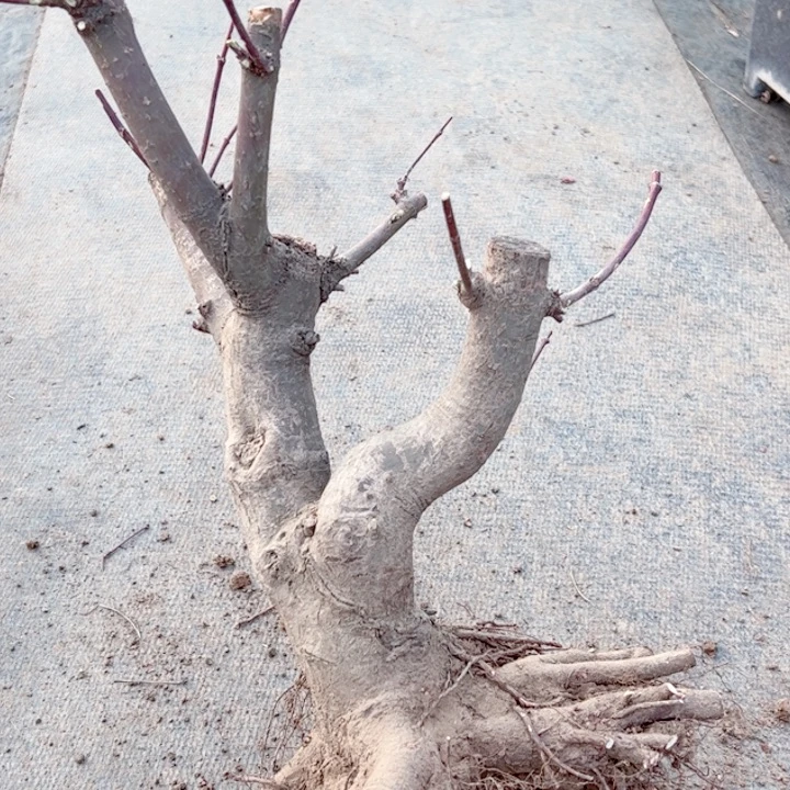 顽***哥无花朵枫树……枫树