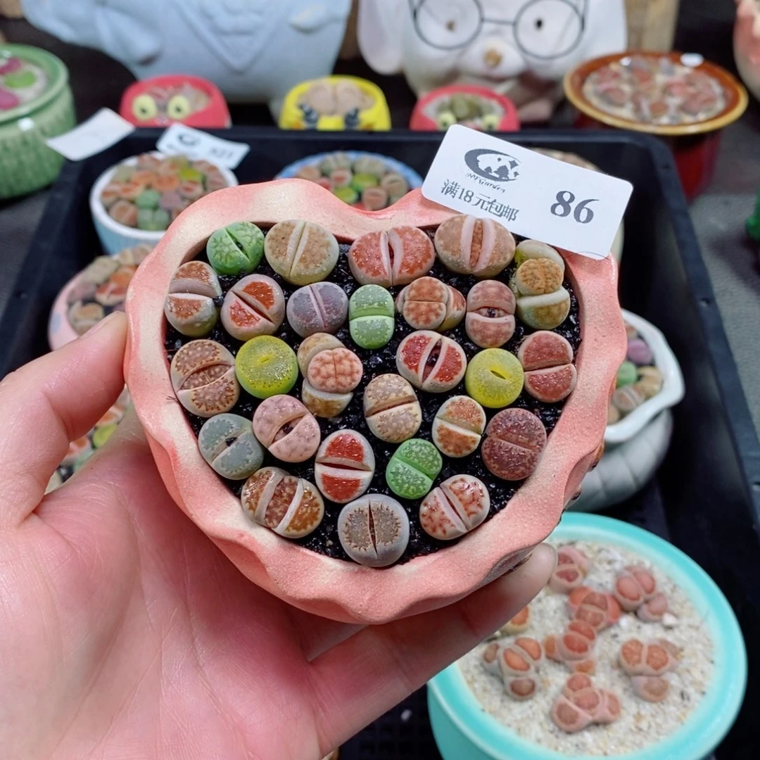 生石花花花花花花花花86