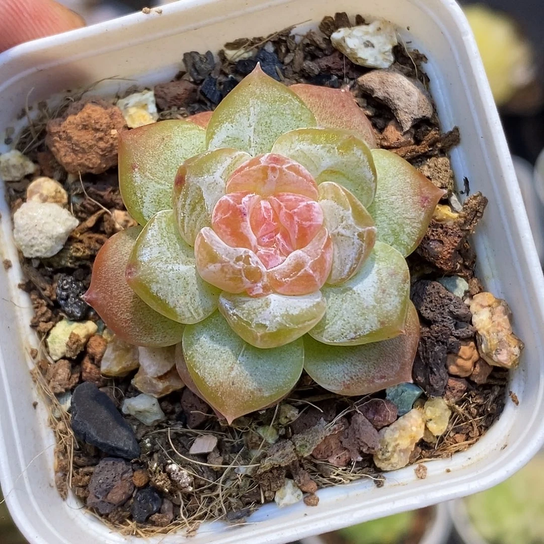 糖心30包邮非偏远