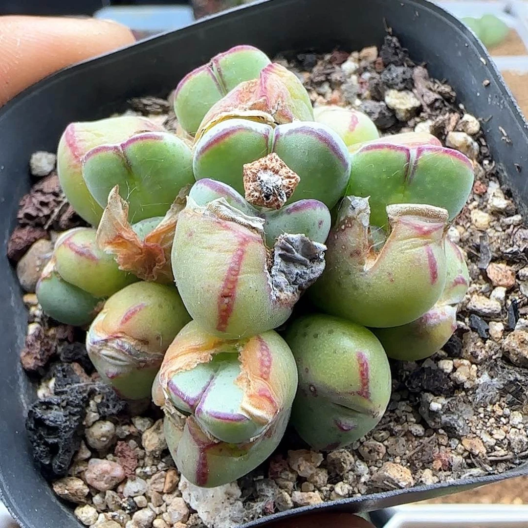 开播福利来啦39374