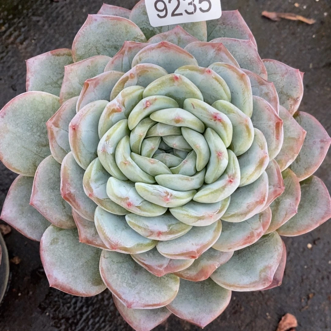 橙***子杂交精品多肉9235~13厘米